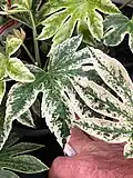Fatsia 'Spider White'