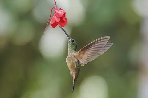 H. r. aequatorialis Nanegalito, Ecuador