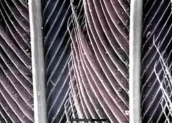 Feather, SE image, ElectroSscan E3 ESEM.