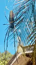 Female Nephila pilipes (Golden Orb-Weaver) with Spiderlings in Sri Lanka