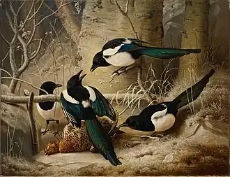 Magpies round a Dead Woodgrouse, 1867