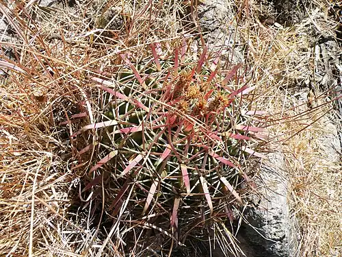 Plant growing in Oaxaca, Mexico