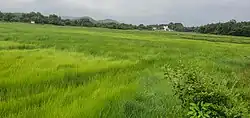 Fields at Rachol during the Rainy season