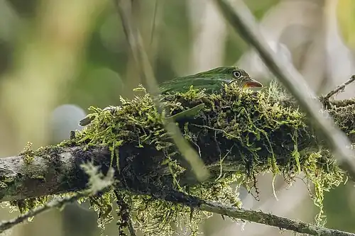 female on nest, Ecuador