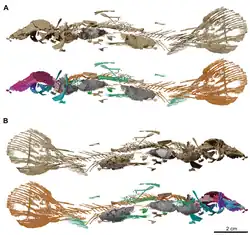 Micro CT scan of MHNG GEPI V5788 (referred)