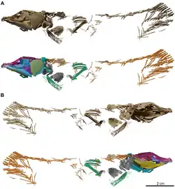 Micro CT scan of MHNG GEPI V5787 (holotype)