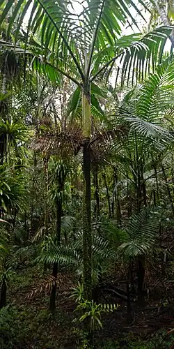 Gaussia attenuata in El Yunque, Puerto Rico