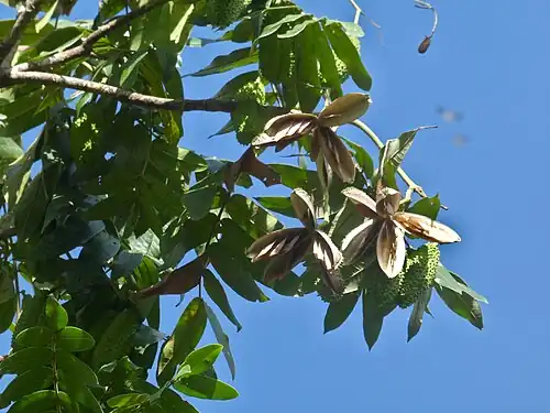 Ripening fruit of F. schottiana
