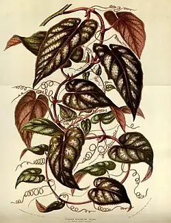 Botanical illustration