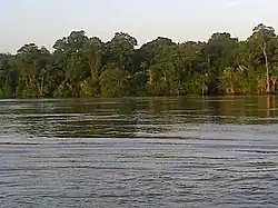Forest along the shore of the Amazon River, in the east of the district