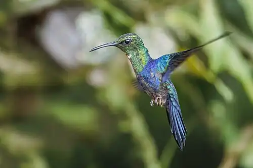 male T. f. viridipectus, Ecuador