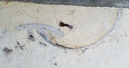 Lateral section of articulated C. deformis (Fort Hays ls.)