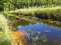 Sunny, water-filled ditch at the edge of a forest