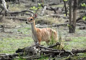 A four-horned antelope