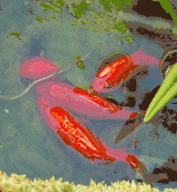 Male goldfish encourage a spawning female and discharge sperm to externally fertilize her eggs