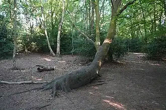 A photograph of the Fuck Tree in May 2025