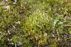 Gametophytes of Funaria hygrometrica with the sporophyte generation emerging from the tips of the plants.