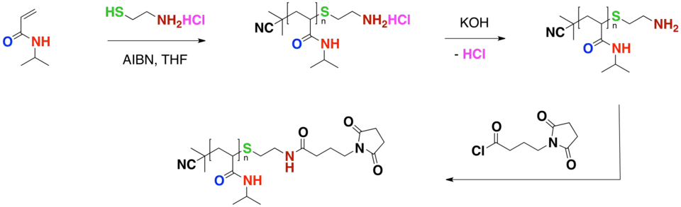 Functionalization CTA Scheme 3 of PNIPA