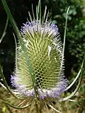 Teasel flowerhead, Dipsacus fullonum