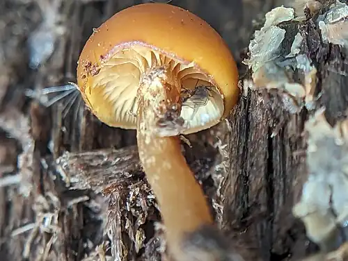Galerina marginata is another LBM, and is extremely toxic.