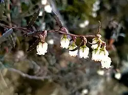A branch of Gaultheria macrostigma with white umbels