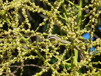 Feeding on nectar from bottle palm flowers