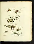 Les genres des insectes de Linné; constatés par divers échantillons d'insectes d'Angleterre, copiés d'après nature (1781). Ebook