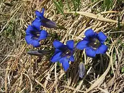 Image 33Stemless gentian (Gentiana acaulis) (from Alps)