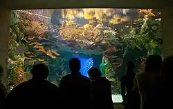 Painted Parambassis ranga specimen. A needle was used to inject the pink dye.