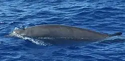 Gervais’ beaked whale