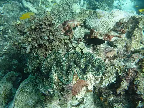 Large clam pictured underwater in 2012