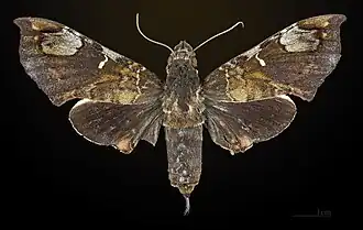 Giganteopalpus mirabilis