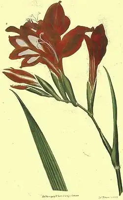 Gladiolus cardinalis from Curtis's Botanical Magazine 1790
