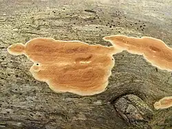 Effused fruit bodies of Meruliopsis taxicola on a pine log