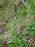 Norwegian arctic cudweed near the Spitzkoepfe&nbsp;[fr].