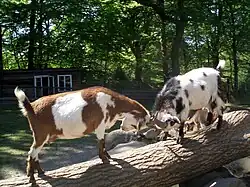 Goats establishing a dominance hierarchy through head butting