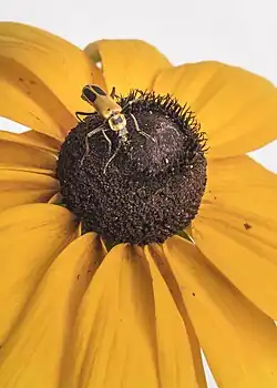 Goldenrod soldier beetle pollinating coneflower