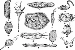 Drawings of Bursaria and other aquatic protists.