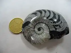 Goniatites species from Morocco