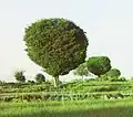 Turkestan Elm near Samarkand, early 20th century