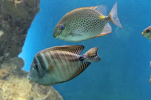 In captivity, with a goldlined rabbitfish.