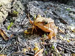 Grass Frog inhabiting the shoreline forests
