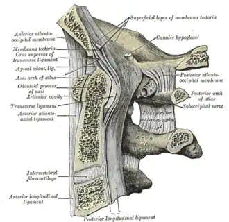Median sagittal section through the occipital bone and first three cervical vertebrae