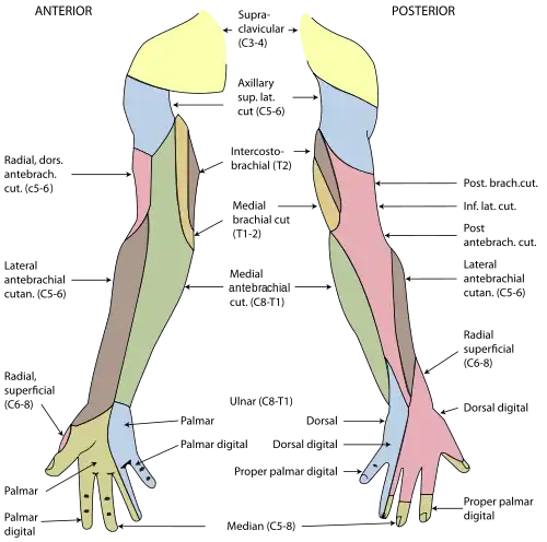 Diagram of segmental distribution of the cutaneous nerves of the right upper extremity.