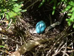 Nest and egg in a cedar shrub 4&nbsp;ft above the ground