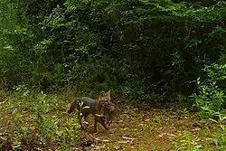 Gray fox (Urocyon cinereoargenteus) with rabbit (S. aquaticus or S. floridanus), BTNP, camara trap