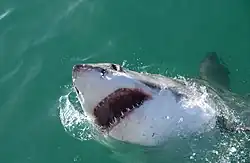 Great white shark near Dyer Island[13]
