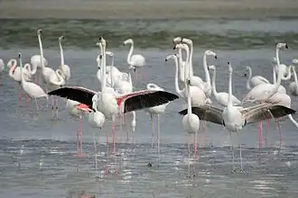 Greater flamingoes
