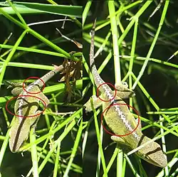 When under a sharp shadow, the skin of the green anole may change color unevenly, temporarily leaving an imprint of the shadow