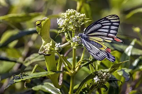 juvenile stalking butterfly